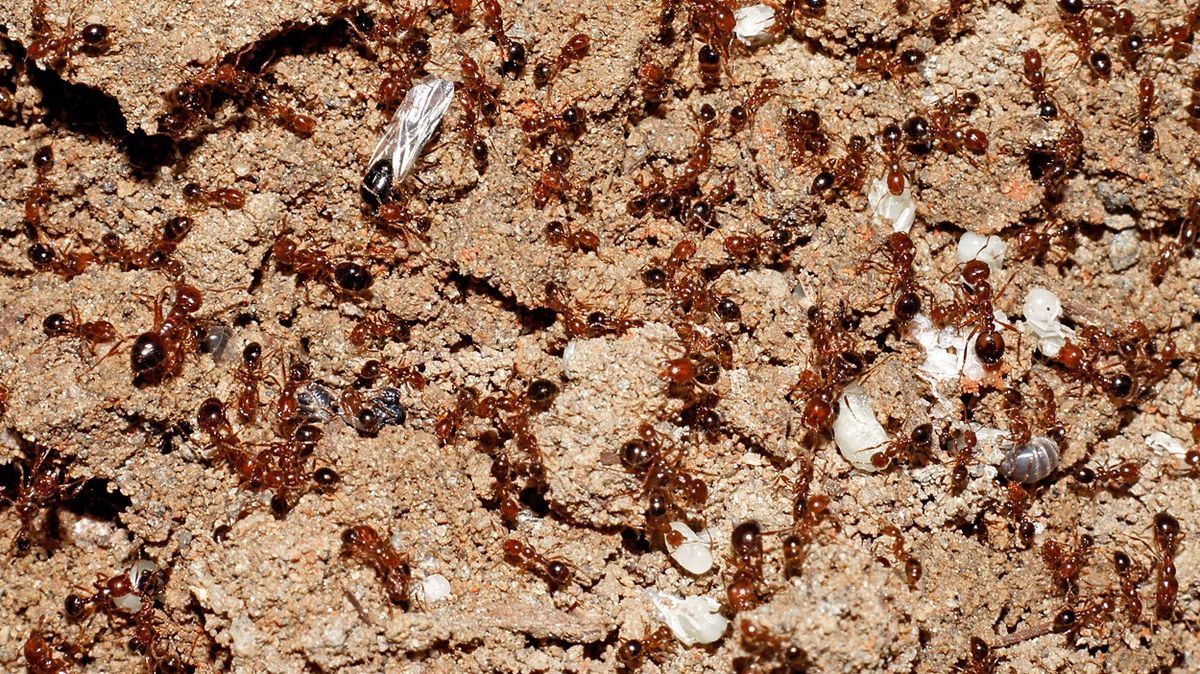 Sono già qui.  Le specie di formiche più invasive hanno raggiunto l’Europa